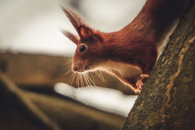 Close-up of cat