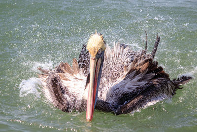 High angle view of duck swimming in lake