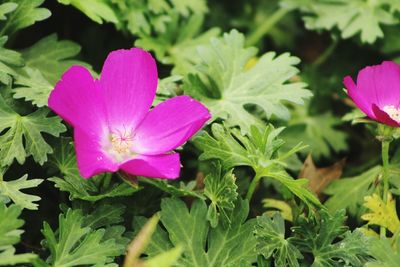 Close-up of pink flower blooming outdoors