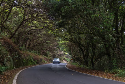 Road amidst trees in forest