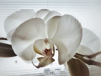 Close-up of flower blooming outdoors