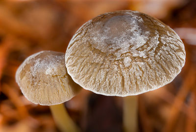 Close-up of mushrooms growing on field