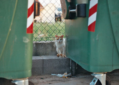 Portrait of cat against fence