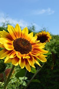 Close-up of yellow flowering plant on field