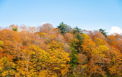 Autumn trees in forest against sky