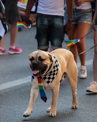 Low section of people with dogs walking outdoors