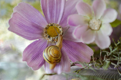 Close-up of purple flowering plant