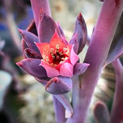 Close-up of red flower blooming outdoors