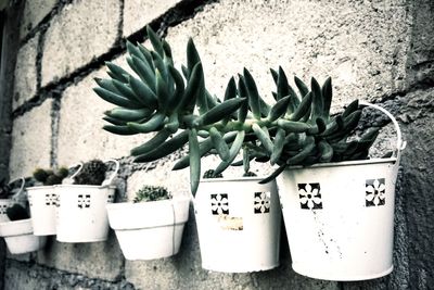 Potted plants on wall