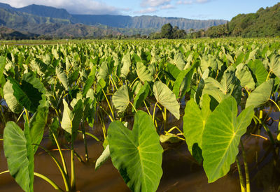 Scenic view of agricultural field