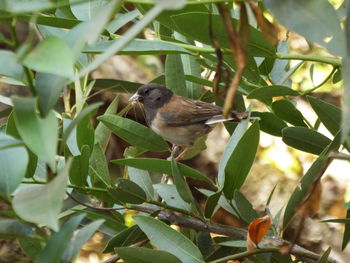 Close-up of bird perching on branch