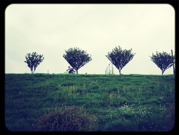 Trees on grassy field