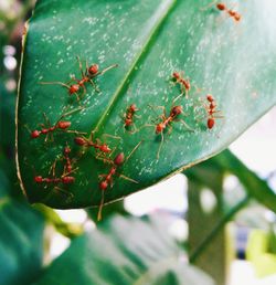 Close-up of ant on leaf