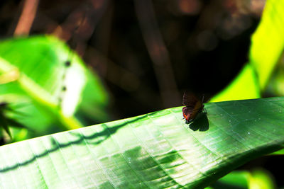 Close-up of insect on leaf