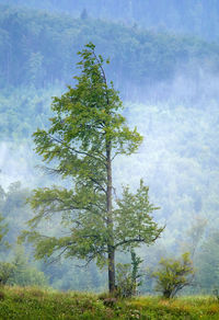 Tree in forest