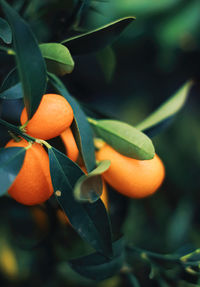 Close-up of orange fruit on tree