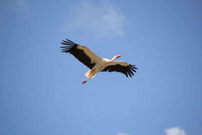 Low angle view of bird flying