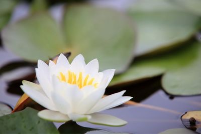 Close-up of lotus water lily in pond