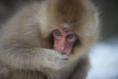 Close-up of monkey