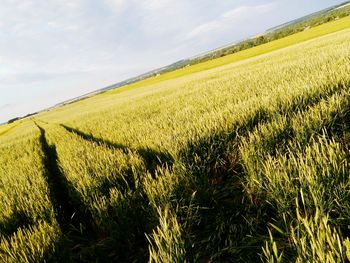 Scenic view of wheat field against sky