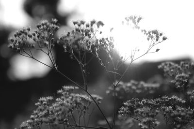 Close-up of flowering plants on field against sky