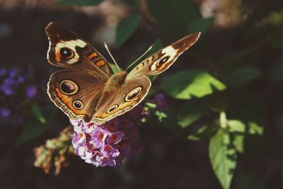 Close-up of butterfly on flower