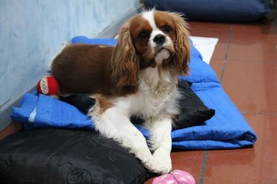 Dog sitting on sofa