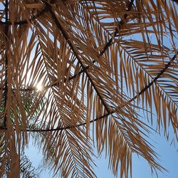 Low angle view of palm trees against sky