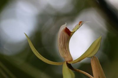 Close-up of red flowering plant