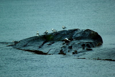 Rocks in sea