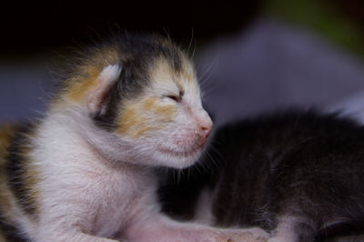 Close-up of kitten