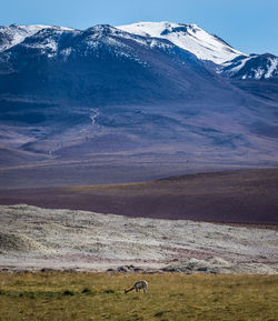 Guanaco at atacama