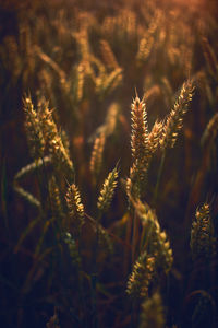 Close-up of wheat growing on field