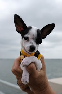 Black and white chihuahua dog with yellow clothing is raised in hands and shown in front of the sea.