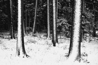 Trees in forest during winter