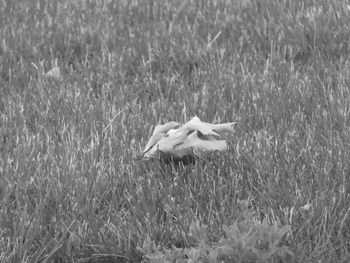 View of a bird on field