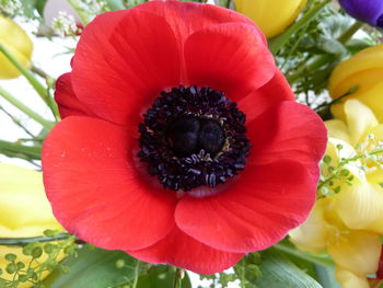 Close-up of red flower