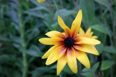 Close-up of yellow flower