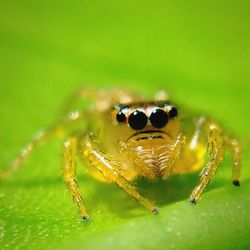 Close-up of spider