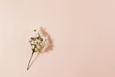 Directly above shot of white flowering plant against wall
