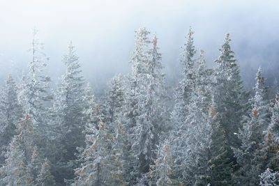 Pine trees in forest during winter