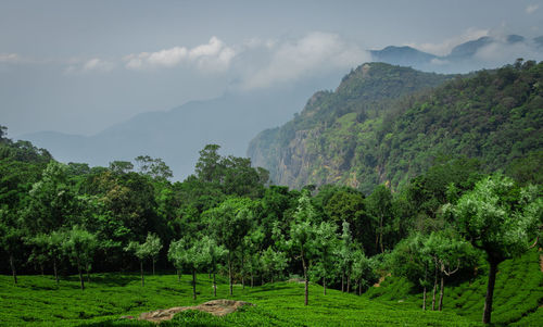 Scenic view of trees and mountains against sky