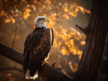 Bald eagle perching on tree