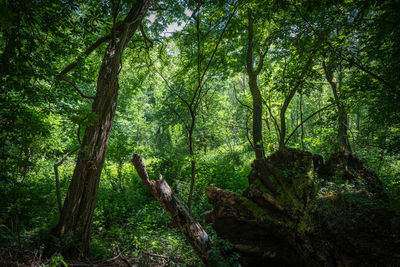 Trees in forest