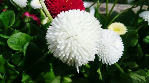 Close-up of white flowers blooming outdoors