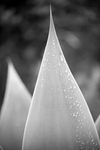 Close-up of wet leaf