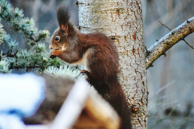 Close-up of squirrel