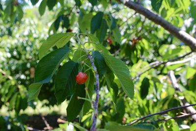 Close-up of strawberry growing on tree