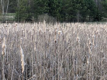 Plants growing on field