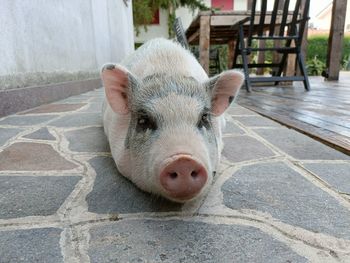 pig
